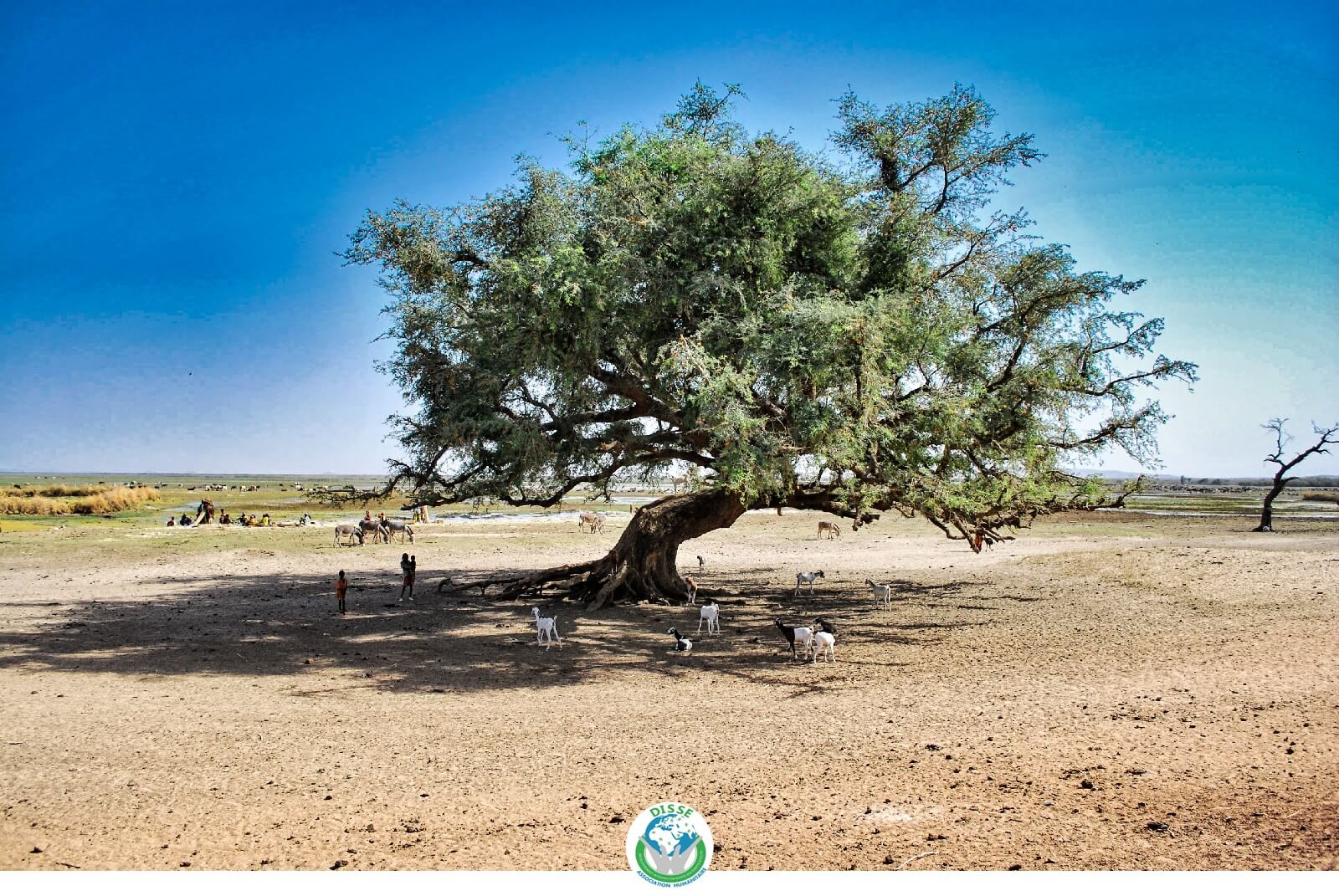 arbre burkina faso environnement associations