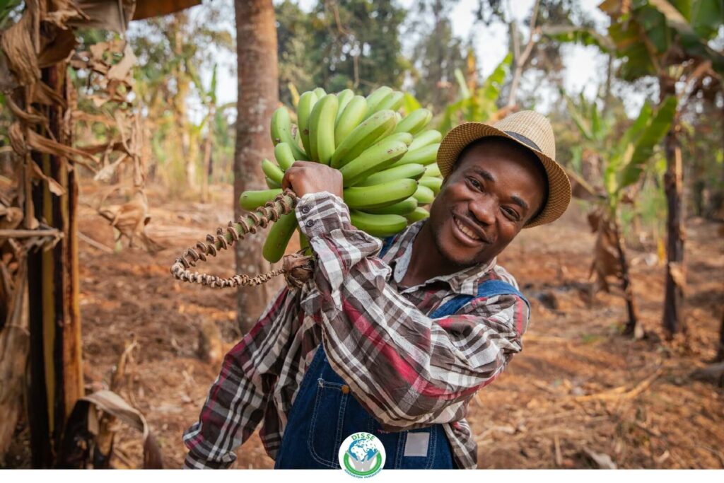 cameroun culture bananes