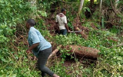 Cameroun forage de puit pygmées